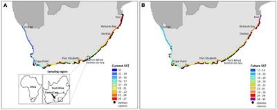 Marine Heatwaves Exceed Cardiac Thermal Limits of Adult Sparid Fish (Diplodus capensis, Smith 1884)